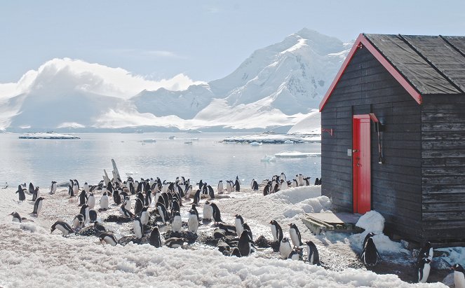 Natural World - Penguin Post Office - Filmfotos