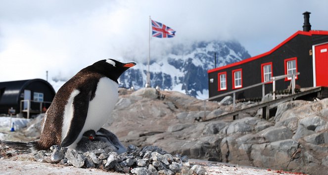 The Natural World - Season 33 - Penguin Post Office - Z filmu