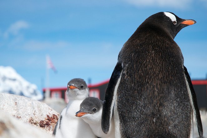 The Natural World - Season 33 - Penguin Post Office - Kuvat elokuvasta