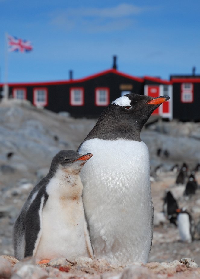 Natural World - Penguin Post Office - Filmfotos