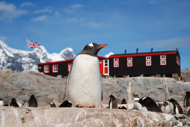 A természeti világ - Season 33 - Természet világa - Pingvin postahivatal - Filmfotók