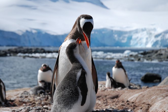 The Natural World - Penguin Post Office - Film