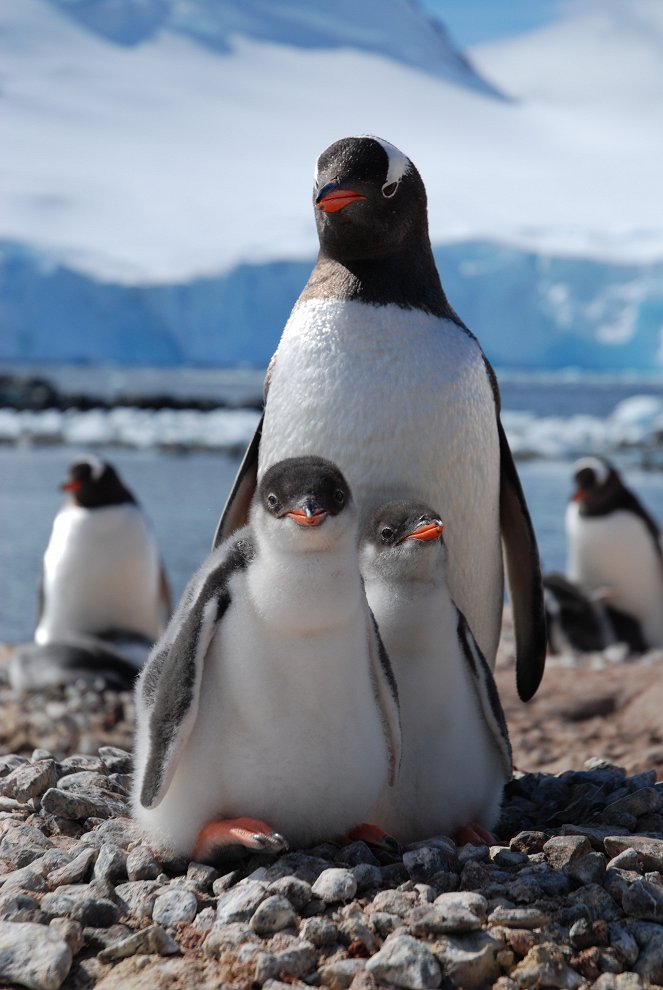 A természeti világ - Természet világa - Pingvin postahivatal - Filmfotók