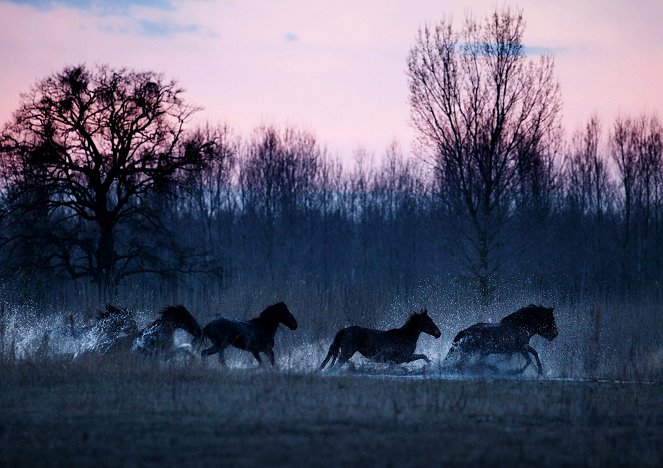 Wilde Pferde im Donaudelta - Kuvat elokuvasta