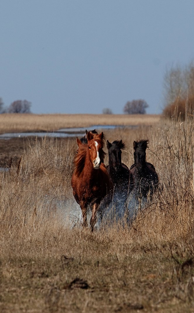 Wild Horses in the Danube Delta - Photos