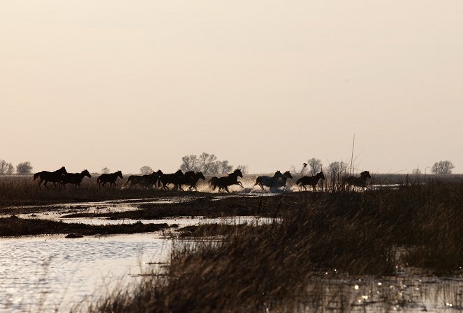 Wild Horses in the Danube Delta - Photos