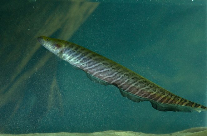 Amazonas - Fische unter Strom - Filmfotos