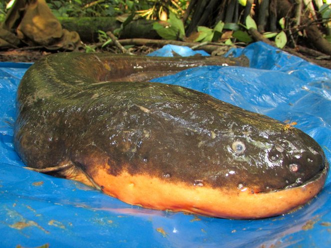 Amazon's Electric Fish - Kuvat elokuvasta