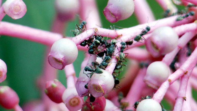 Universum: Ameisen - Die heimliche Weltmacht - Do filme