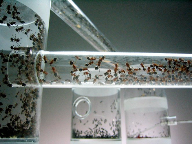 Univerzum: A hangyák - A természet titkos nagyhatalma - Filmfotók