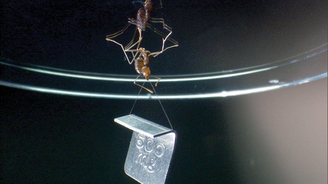 Univerzum: A hangyák - A természet titkos nagyhatalma - Filmfotók