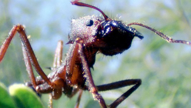 Universum: Ameisen - Die heimliche Weltmacht - Film