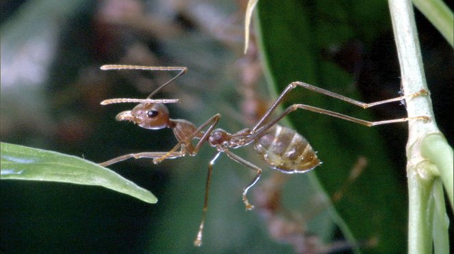 Universum: Ameisen - Die heimliche Weltmacht - Van film