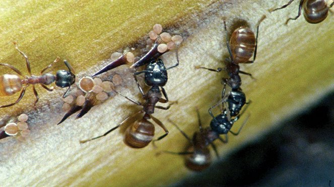 Universum: Ameisen - Die heimliche Weltmacht - De filmes
