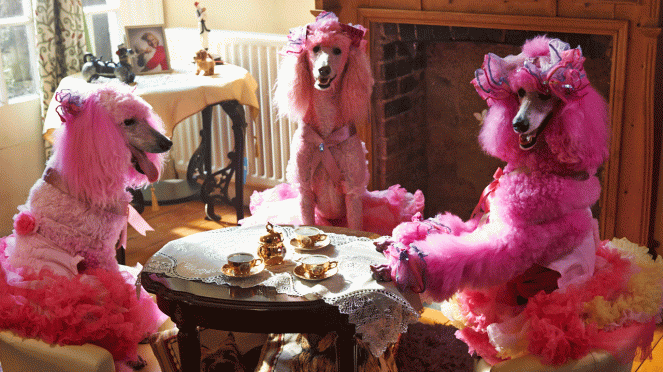 Pudsey the Dog: The Movie - Photos