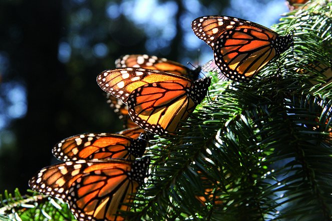 Flug der Schmetterlinge - Filmfotos