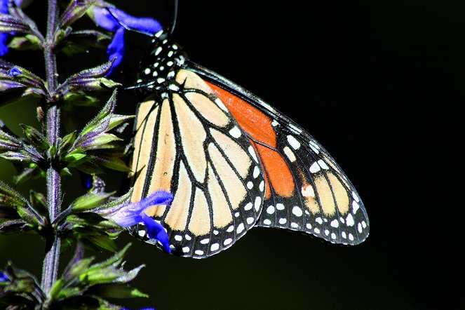 Flight of the Butterflies - Photos