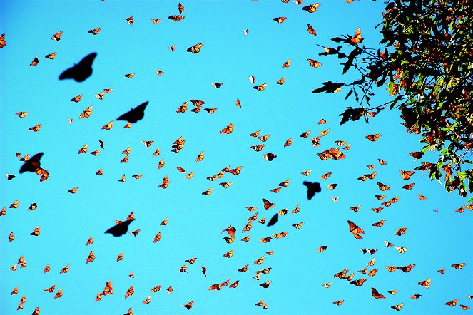 Flight of the Butterflies - Z filmu