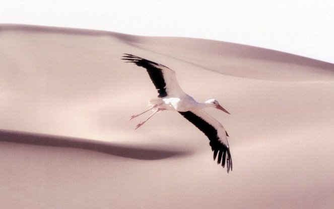 Nomaden der Lüfte - Das Geheimnis der Zugvögel - Filmfotos