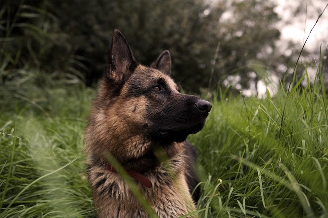 Sniff the Dog and the Flying Phantom - Photos