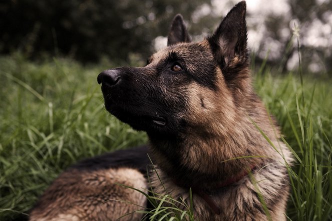 Sniff the Dog and the Flying Phantom - Photos