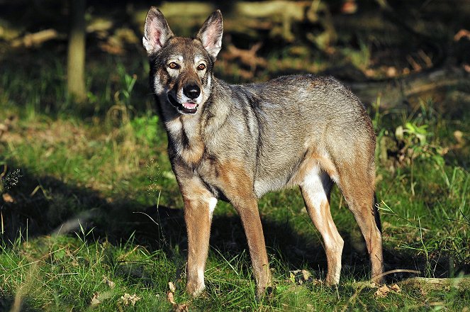 Polizeiruf 110 - Wolfsland - Z filmu