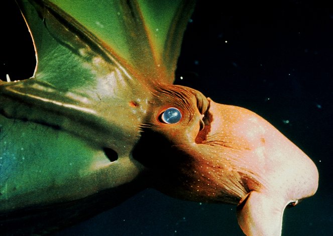 In the Realm of the Giants: Mysterious Cephalopods - Z filmu