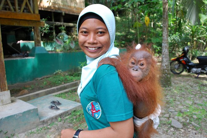 Poslední orangutani na Sumatře - Z filmu