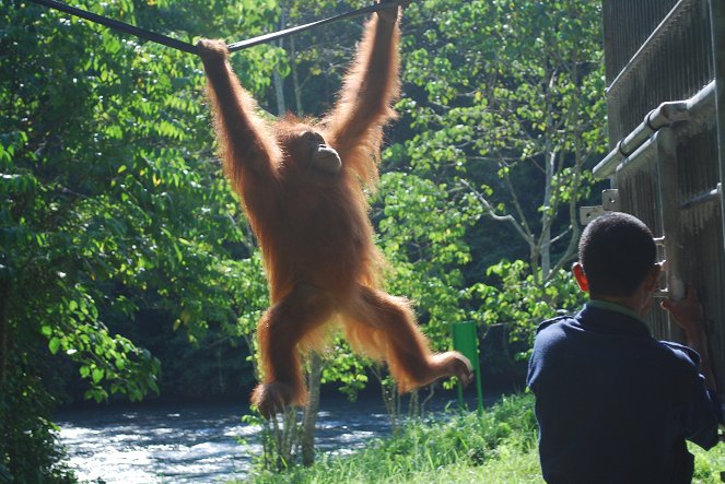 Sumatras letzte Orang-Utans - De la película
