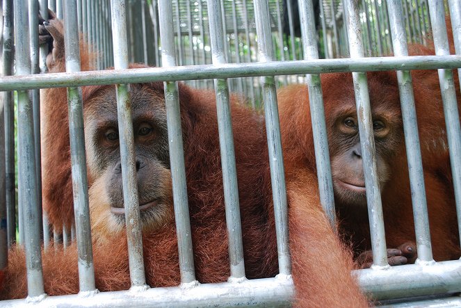 Poslední orangutani na Sumatře - Z filmu