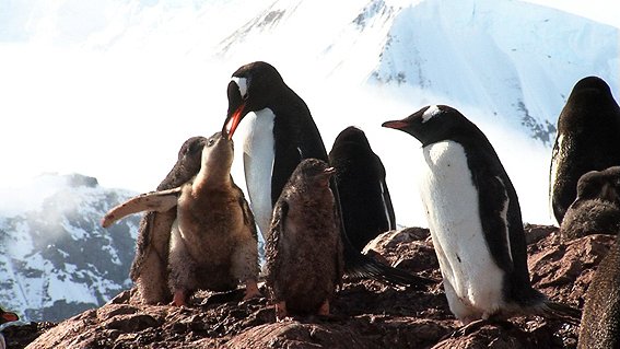 Cílová destinace: Antarktida - Z filmu