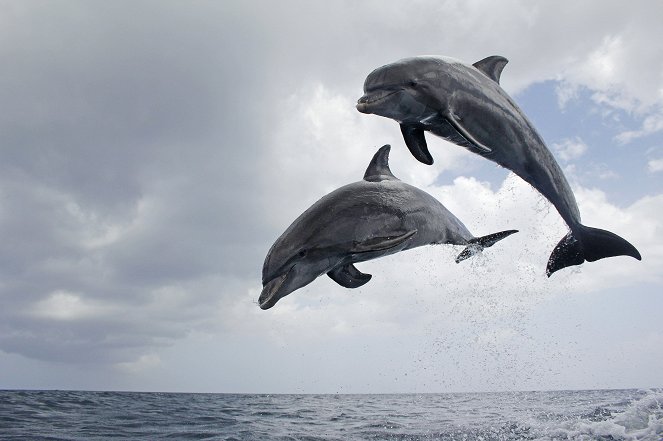 Delfine hautnah - Filmfotos