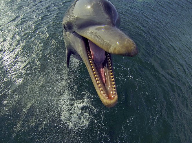 Dolphins: Spy in the Pod - Do filme