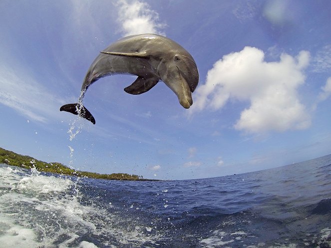 Dolphins: Spy in the Pod - Van film