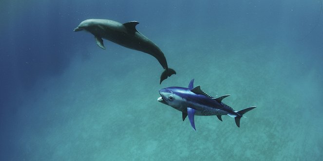 Dolphins: Spy in the Pod - Van film