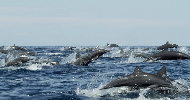 Dolphins: Spy in the Pod - Z filmu