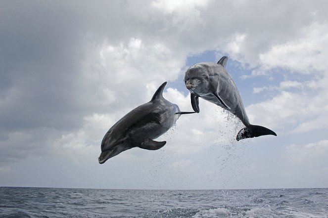 Delfiinit piilokamerassa - Kuvat elokuvasta