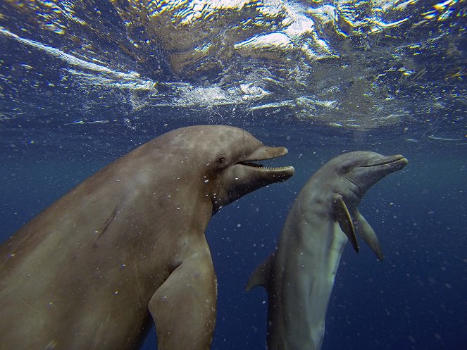Delfíny: podmorská špionáž - Z filmu