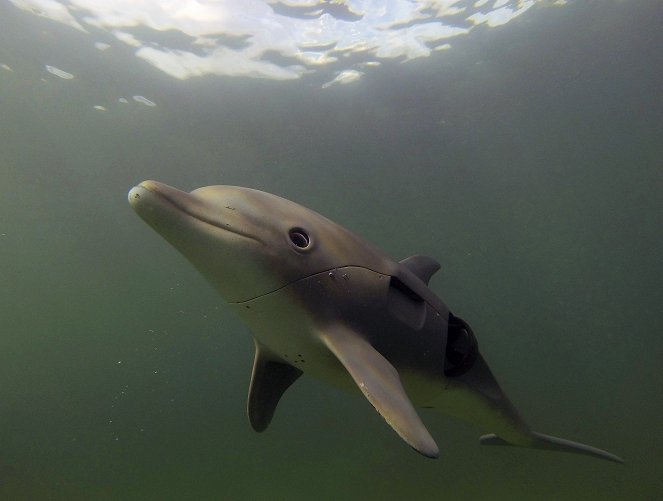 Delfíni očima špionážních kamer - Z filmu