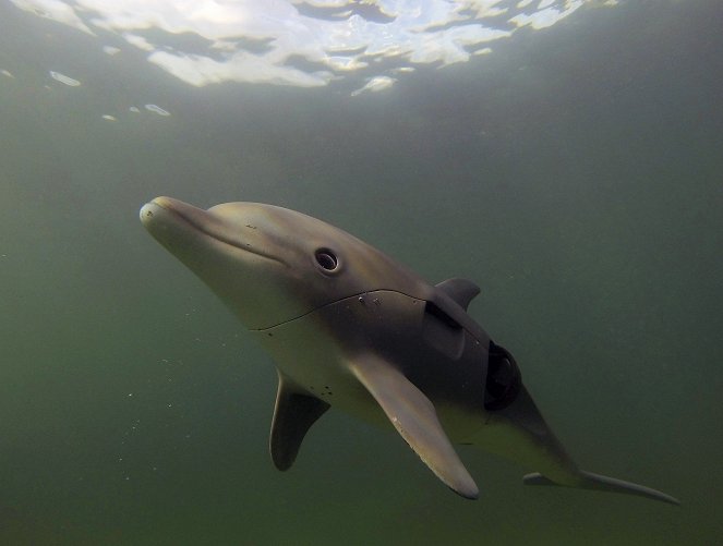 Dolphins: Spy in the Pod - Photos