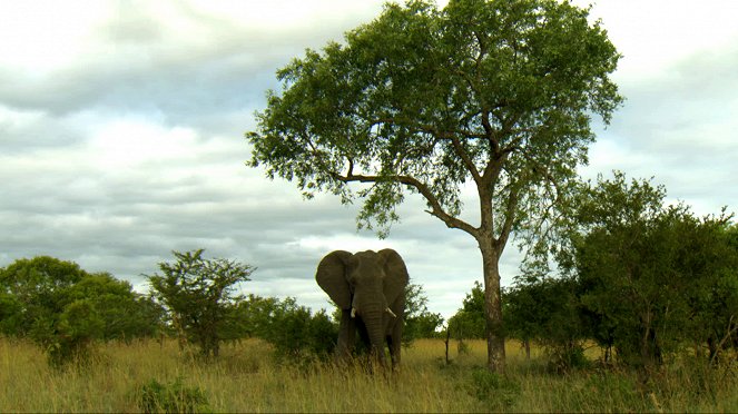Africké životodárné stromy - Z filmu