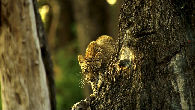 Afrika - Von Bäumen und Tieren - Filmfotos