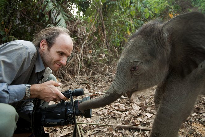Elephants in Frames - Photos