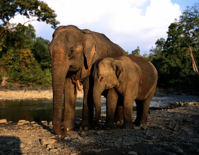 Elephants in Frames - Kuvat elokuvasta