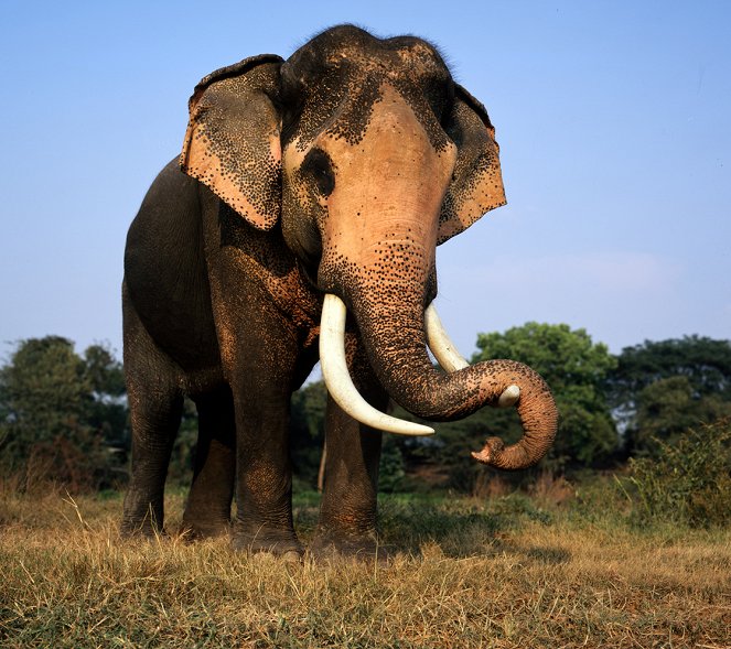 Elephants in Frames - Filmfotók