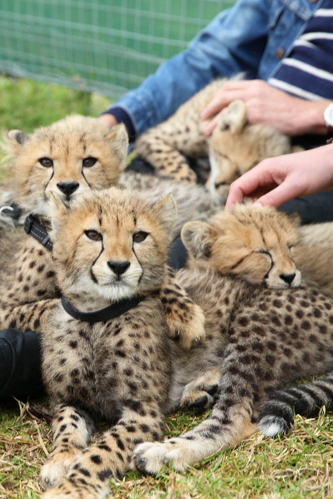 Paul O'Grady's Animal Orphans - Photos