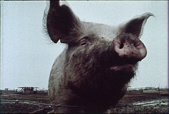 Pigs! - Van film
