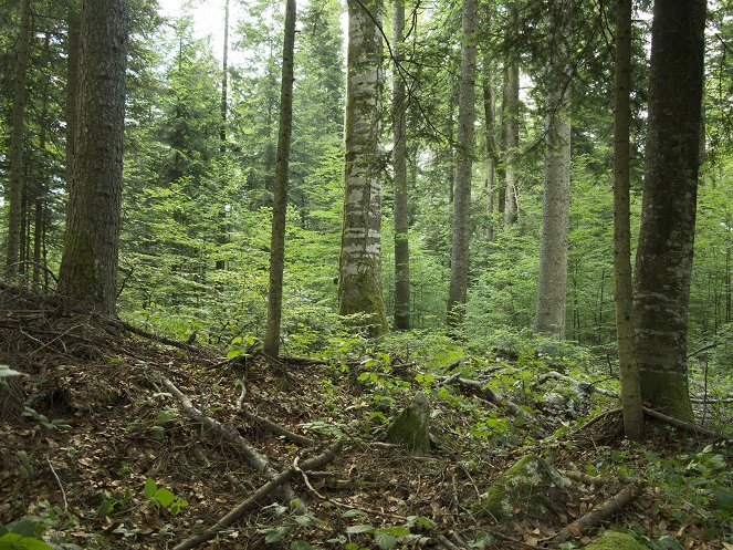 El bosque de los Suicidios - De la película