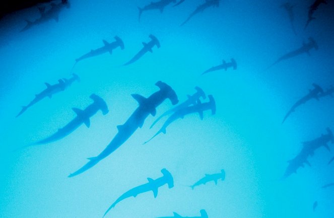 Deep Blue - Entdecke das Geheimnis der Ozeane - Filmfotos