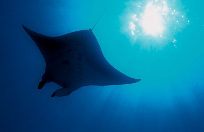 Deep Blue - Entdecke das Geheimnis der Ozeane - Filmfotos